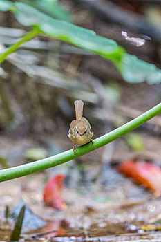 胆小菇多少阳光_胆小菇图片_胆小菇