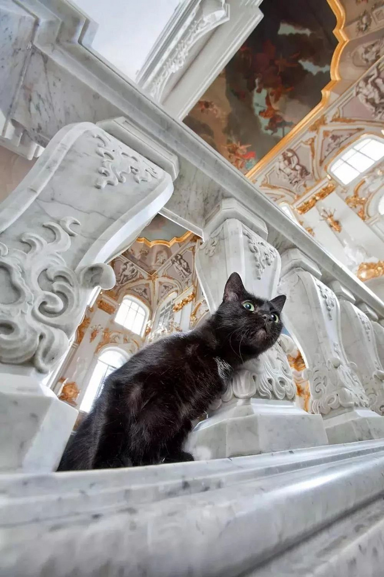 猫之城_万色城卡乐猫简介_猫城是哪个城市