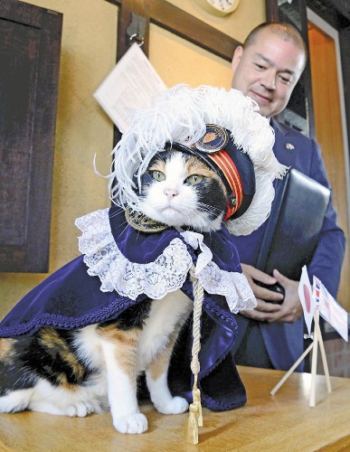 骑士猫和老鼠_猫骑士_骑士猫图片
