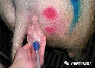 母猪配种成功的症状_母猪配种流程及注意事项_母猪交配