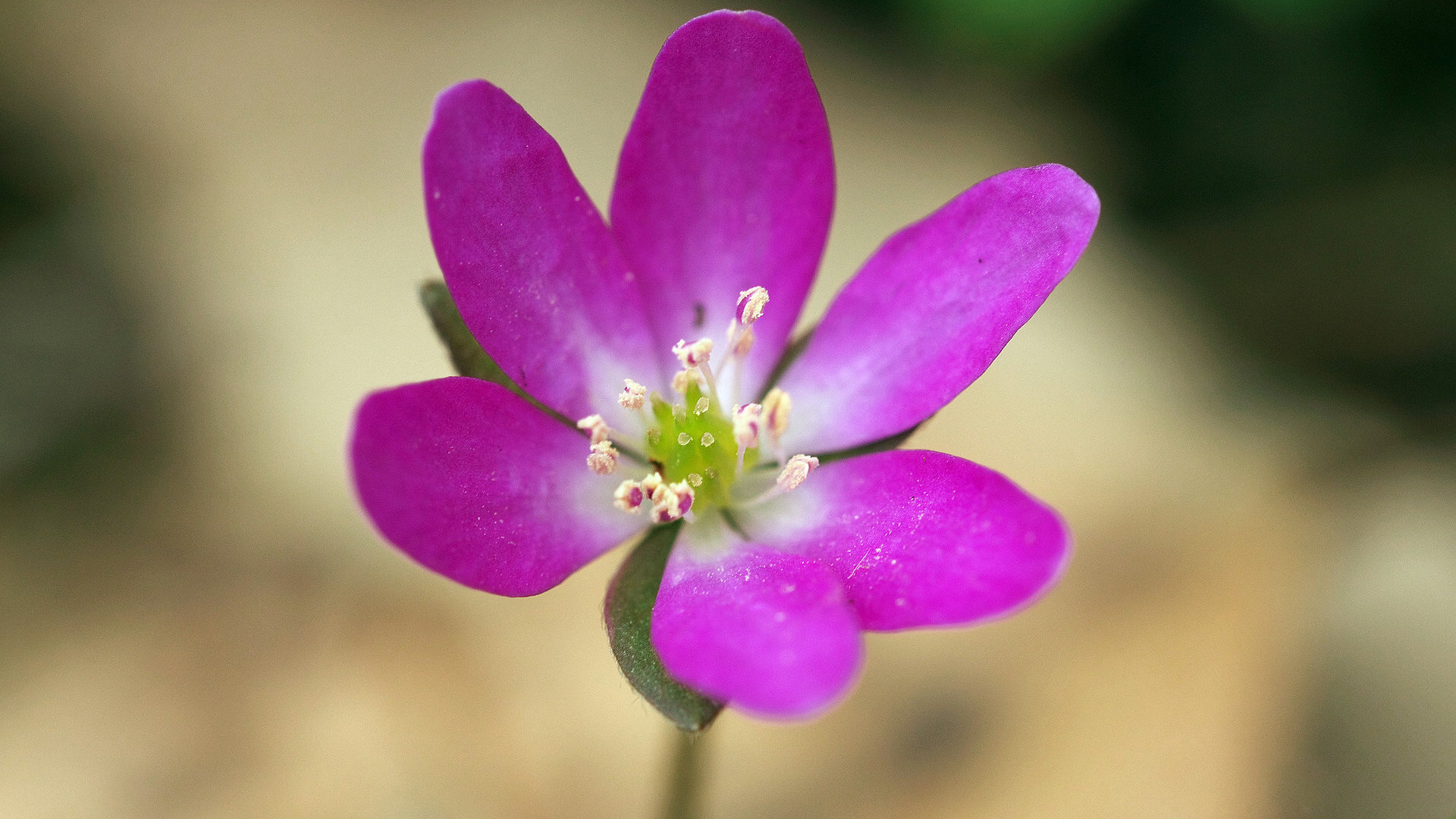 月光花钥匙图纸是什么_月光钥匙怎么做_月光花钥匙