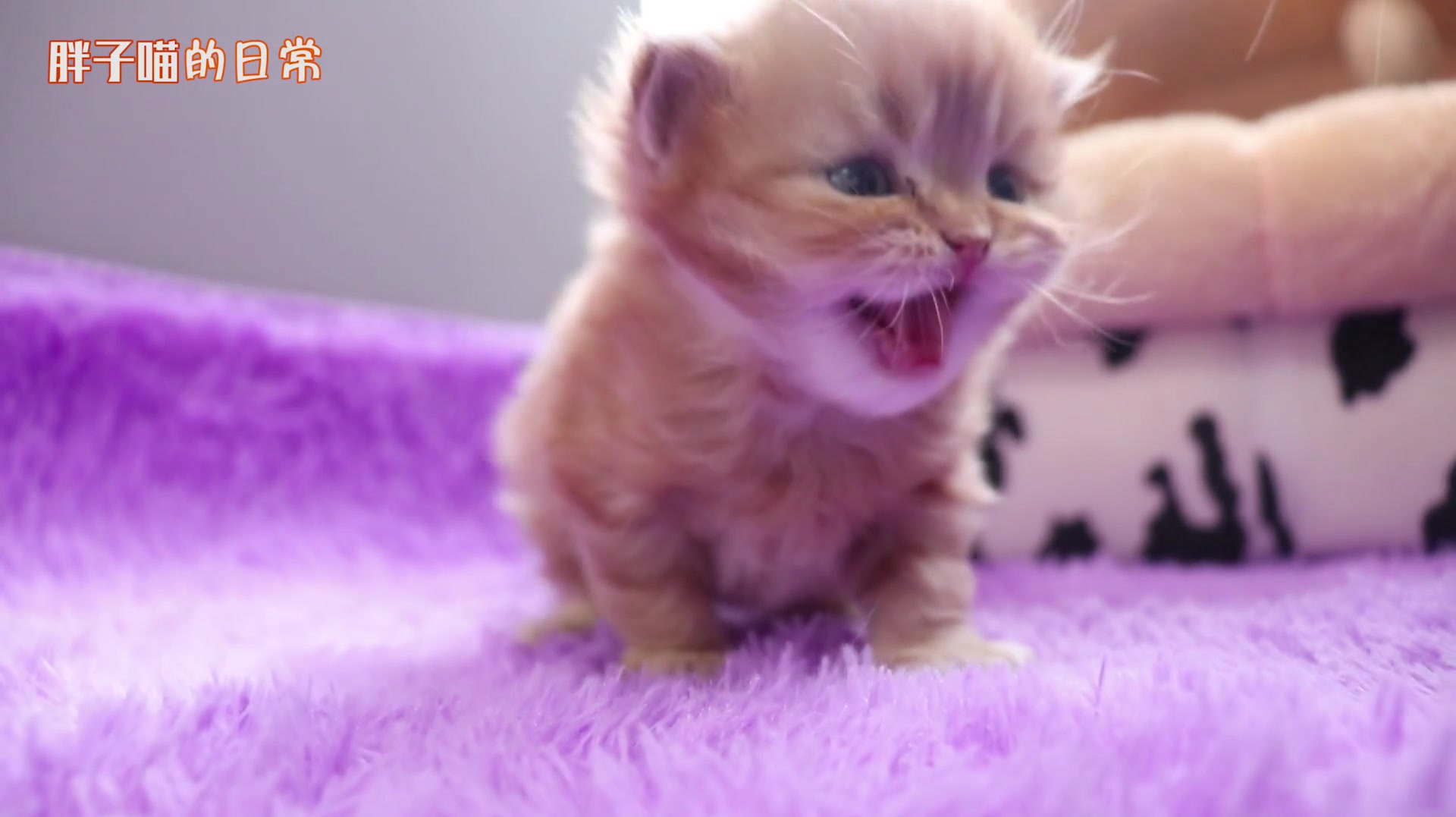 快猫在线视频_快猫在线视频_快猫在线视频