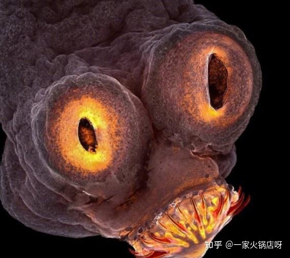 生化危机寄生虫_寄生虫生化危机_生化危机寄生虫丧尸