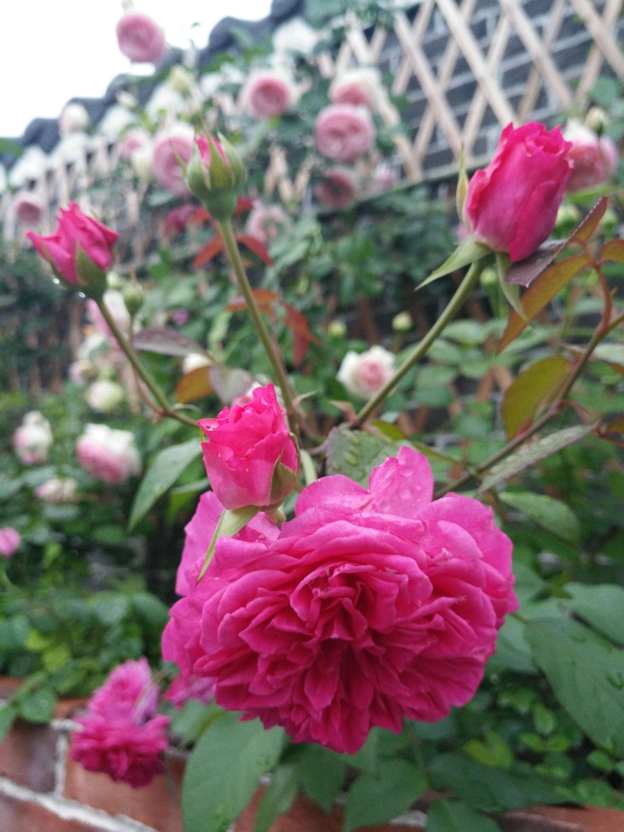 花间视频_花间视频_花间酒视频素材