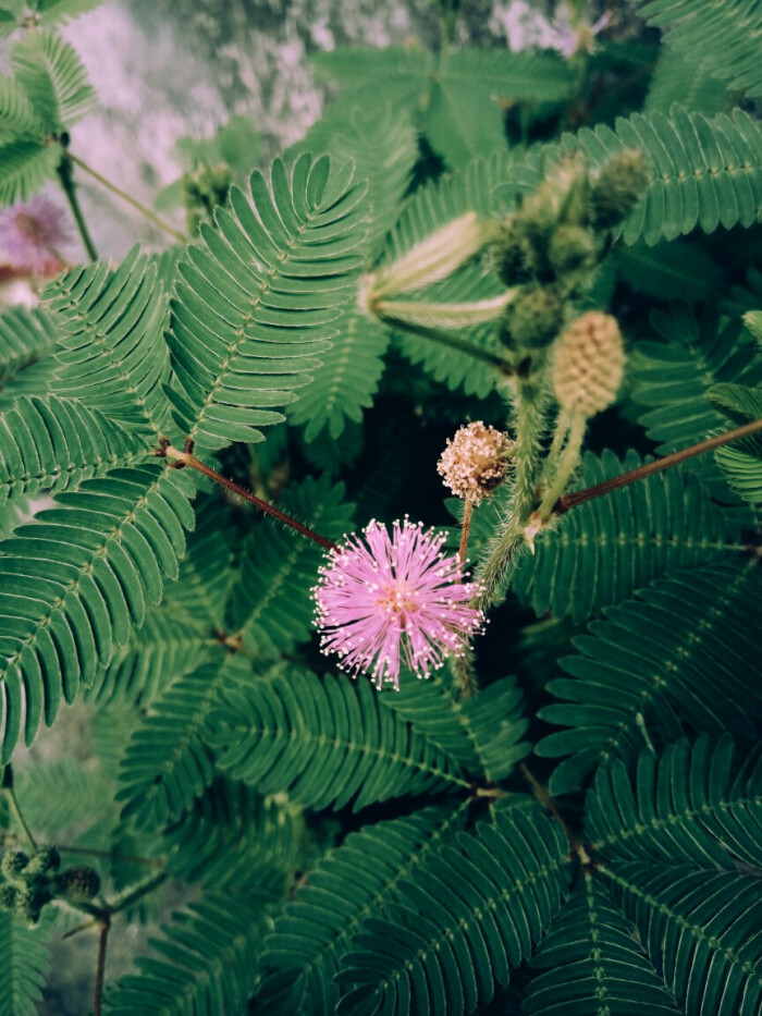 含羞草www在线视频免费_含羞草www在线视频免费_含羞草www在线视频免费