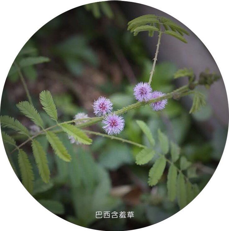 含羞草www在线视频免费_含羞草www在线视频免费_含羞草www在线视频免费
