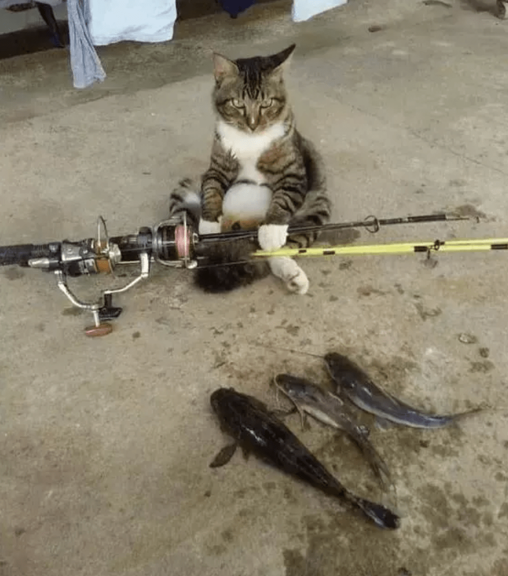 成人猫咪观看免费网站视频_成人猫咪观看免费网站大全_猫咪成人网免费观看