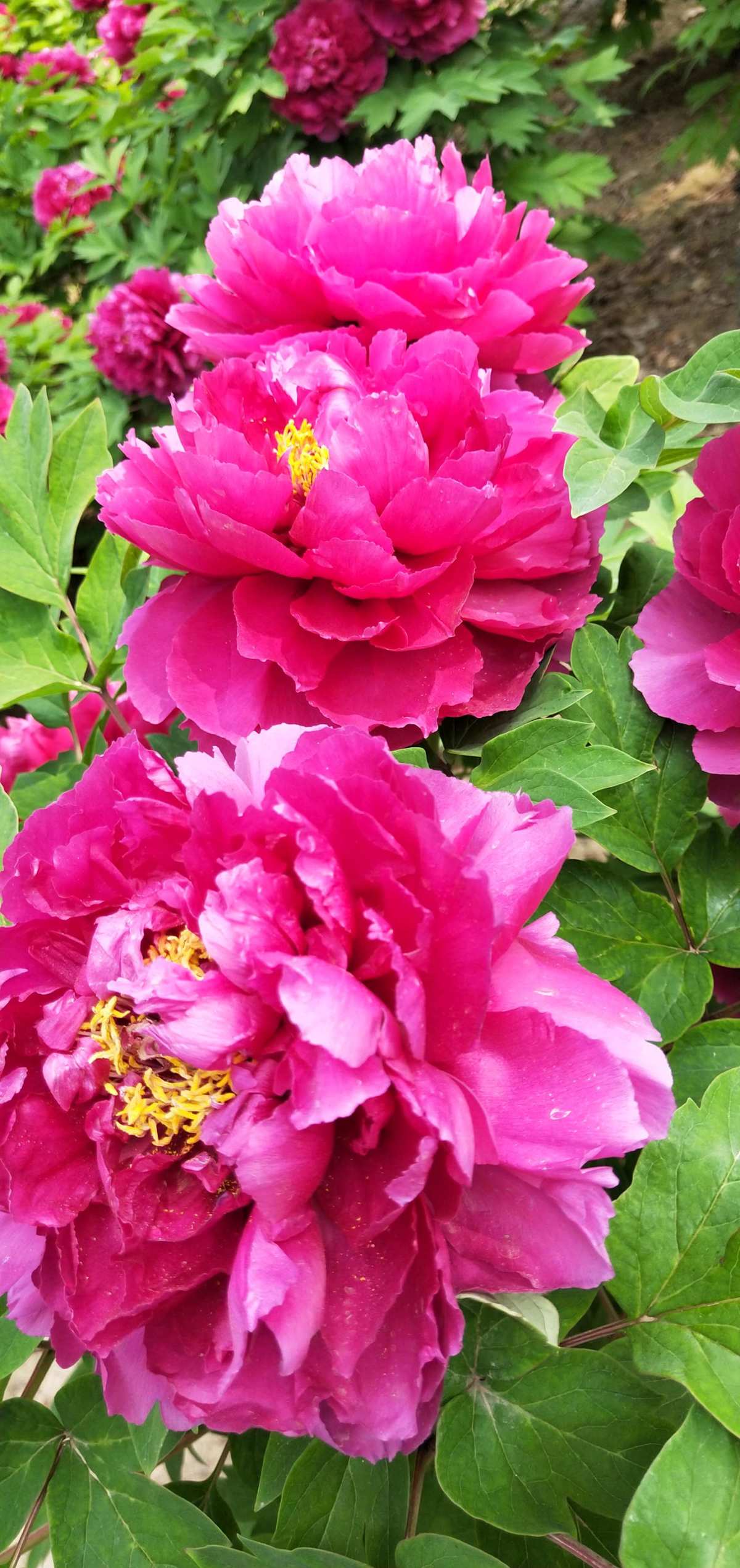杜丹花_杜丹花图片大全_花杜丹花