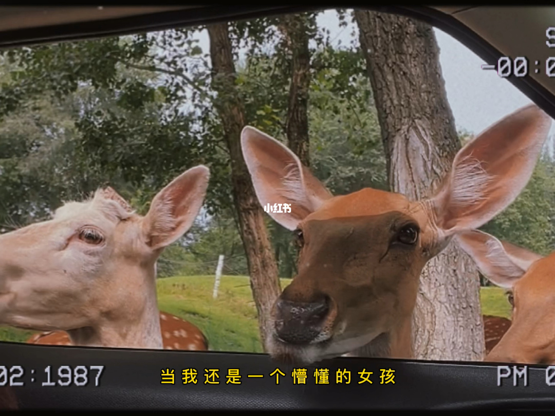 猎鹿人_猎鹿人_猎鹿人
