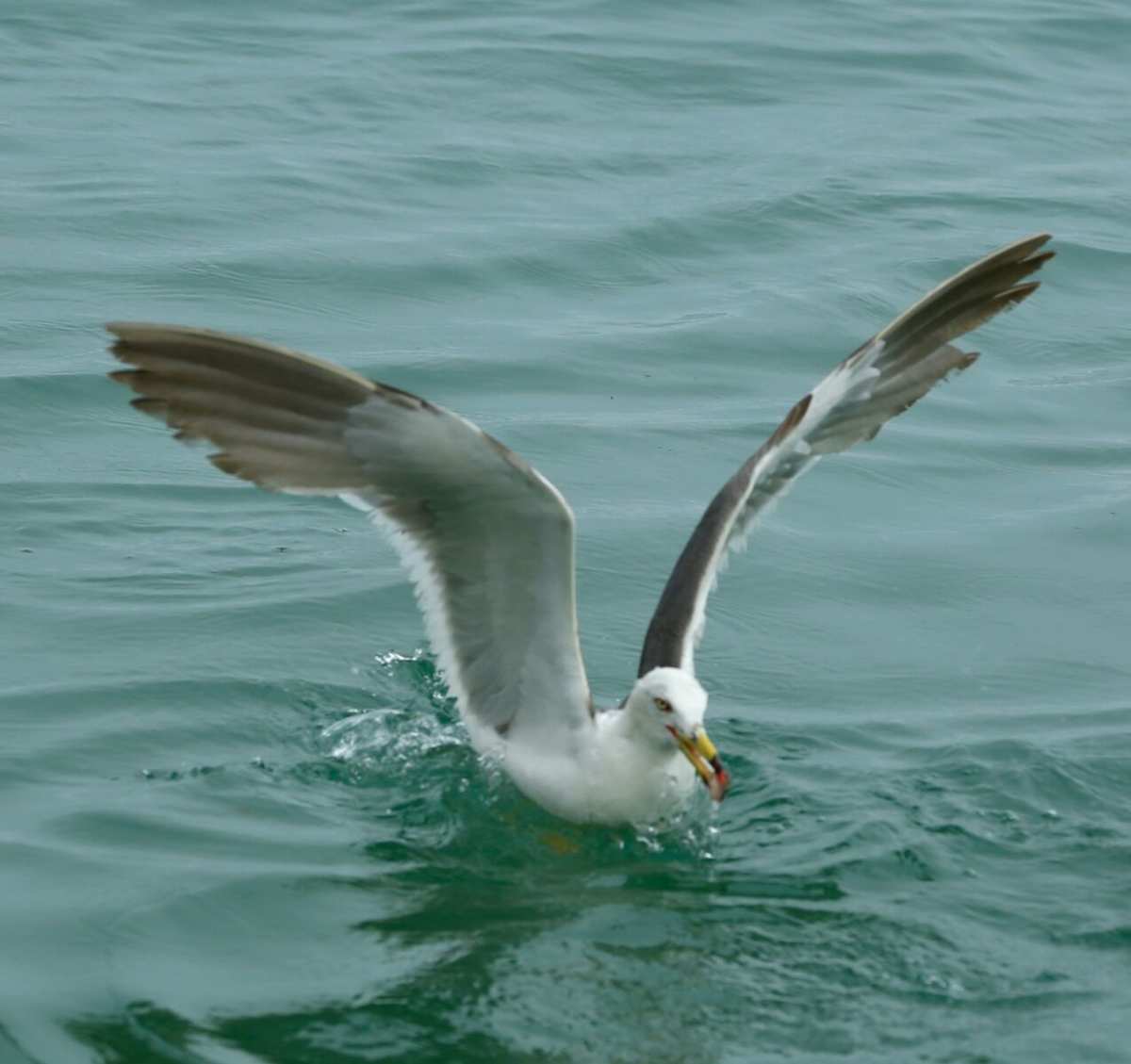 海鹦就是海鹦_海鹦_海鹦图片
