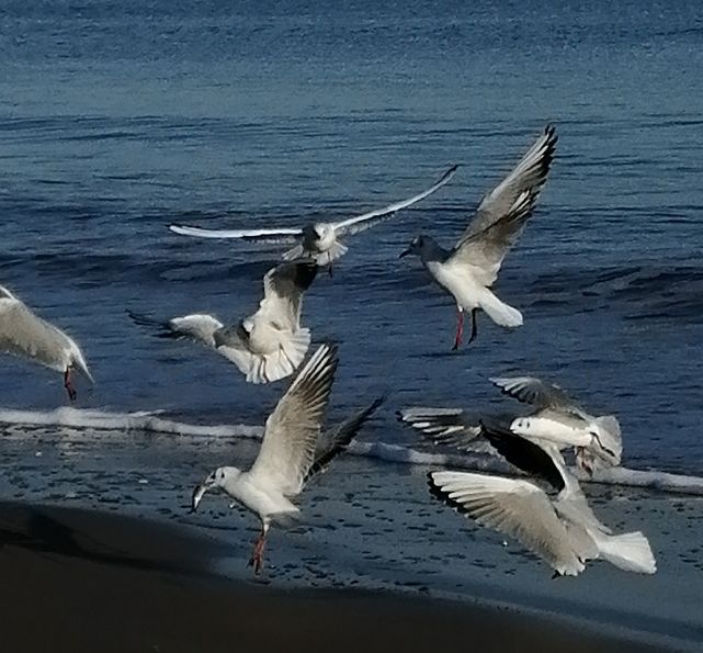 海鹦图片_海鹦就是海鹦_海鹦