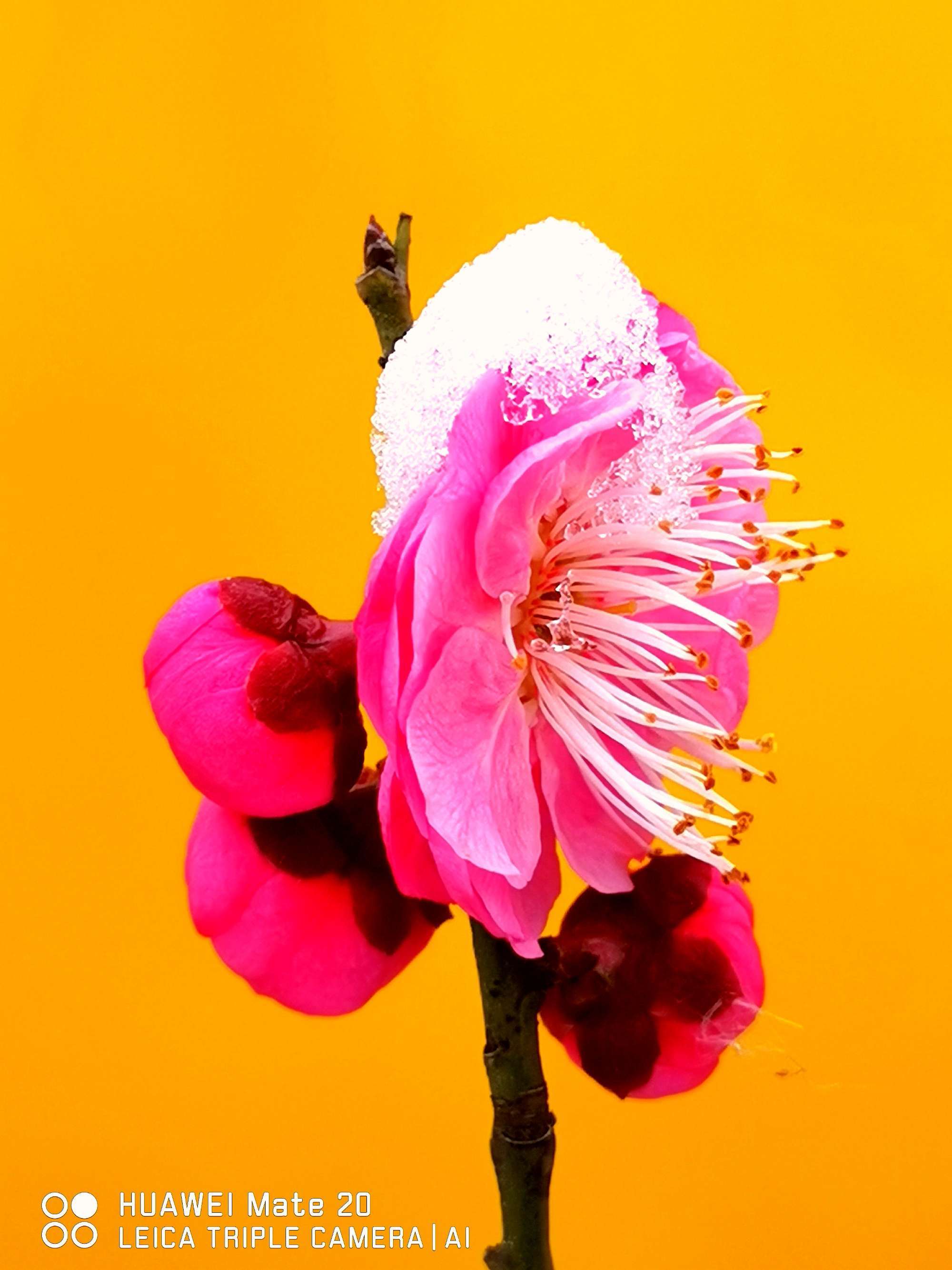 梅花视频下载rmvb下载_王成喜梅花视频教程_梅花视频下载