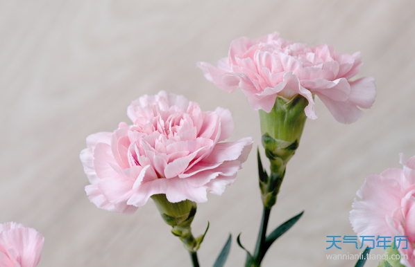 花语下载软件_花语app下载_花语网站
