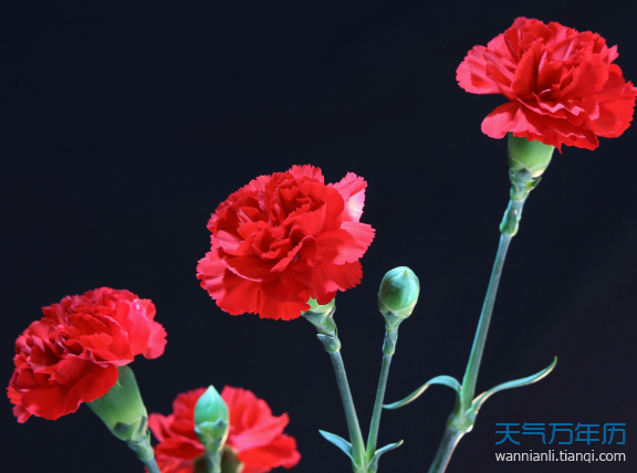花语下载软件_花语网站_花语app下载