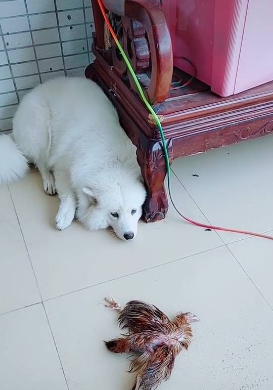 宠物萌物语_萌宠物语_萌宠物语玩法