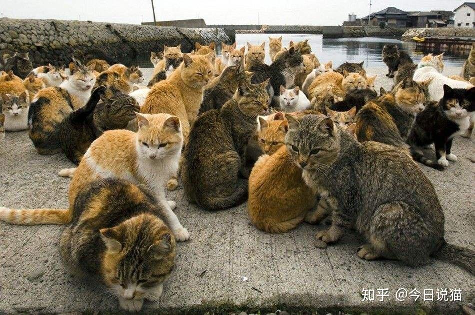 红猫大本猫营_网络红猫红小胖_大本达蒙红袜队