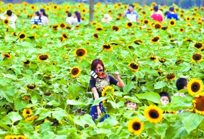 黄色向日葵视频_黄色向日葵视频_黄色向日葵视频