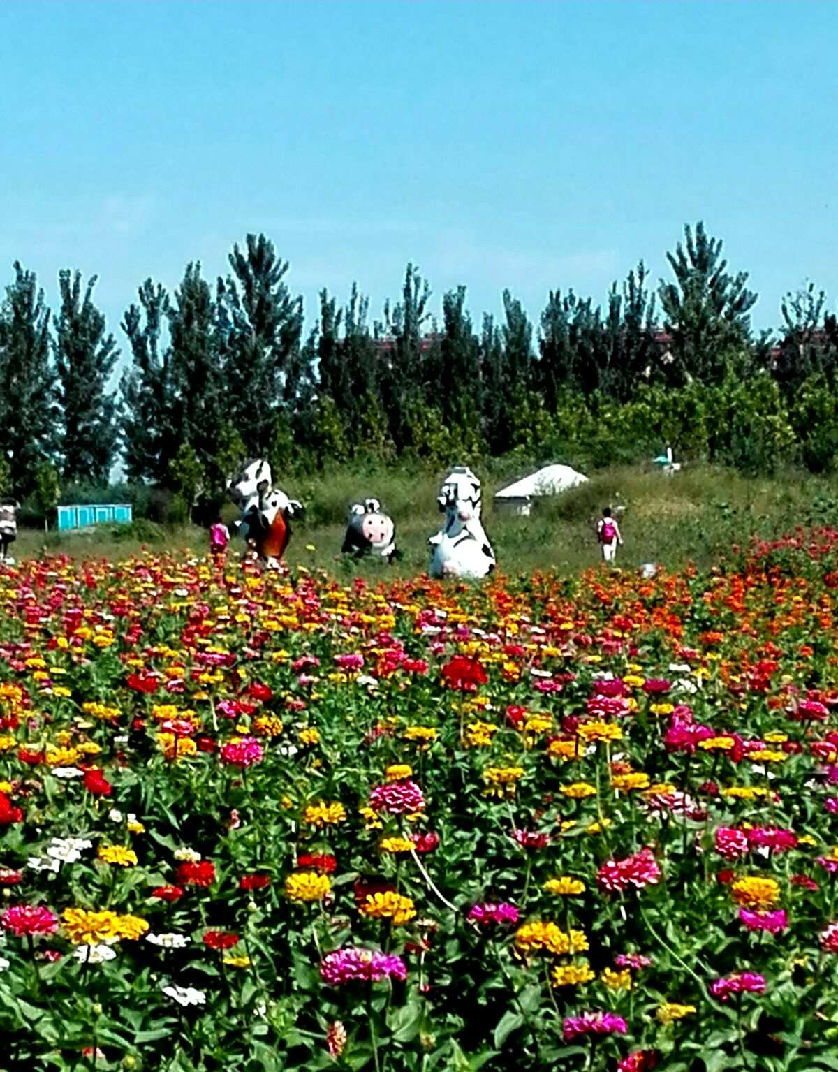 曹青菀资料_曹青菀_白菀
