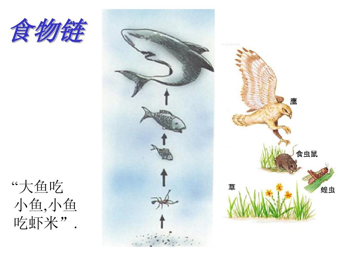 大鱼吃小鱼游戏双人版_大鱼吃小鱼游戏双人版_大鱼吃小鱼游戏双人版
