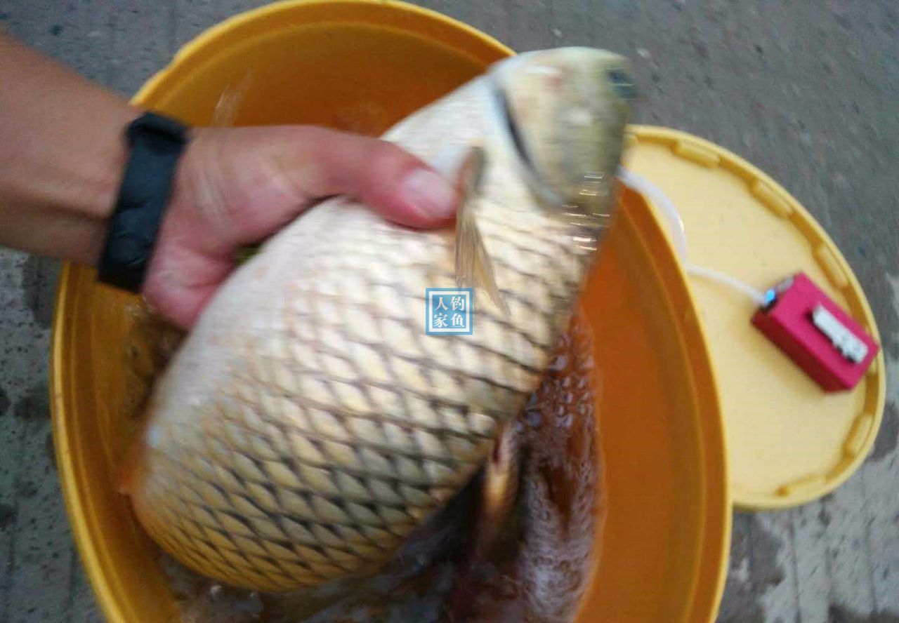 原神钓鱼神饵_钓鱼原神怎么触发_原神钓鱼