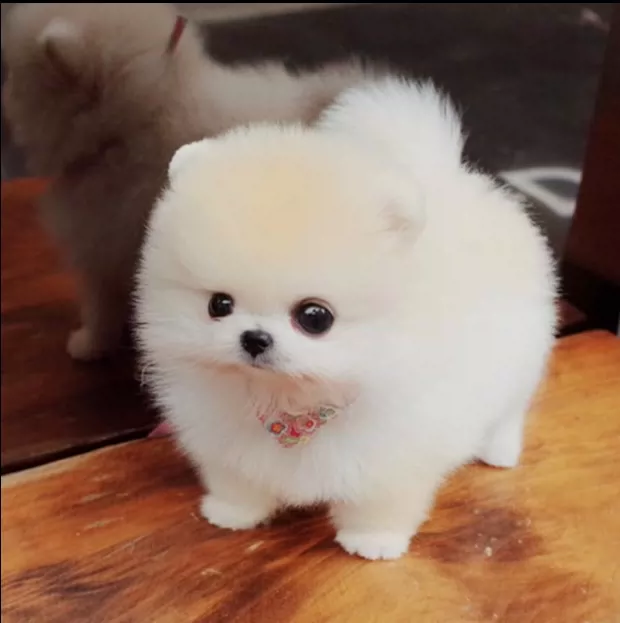 宠物动物荷兰猪是什么_宠物荷兰猪是什么动物_宠物动物荷兰猪是什么品种