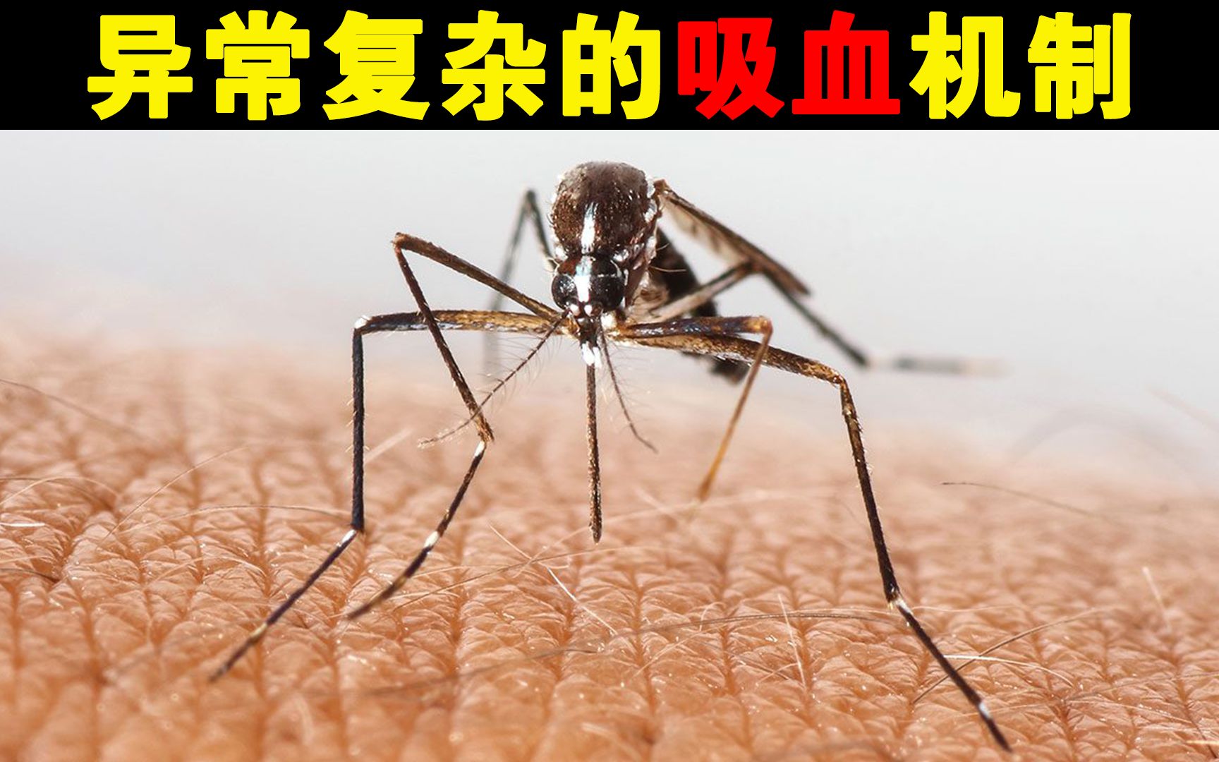 蚊子吸血是什么游戏_吸血小蚊子游戏下载手机版_蚊子吸血搞笑图