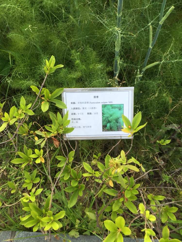 神农百草治什么病_下载神农百草园游戏手机版_神农百草园在哪里