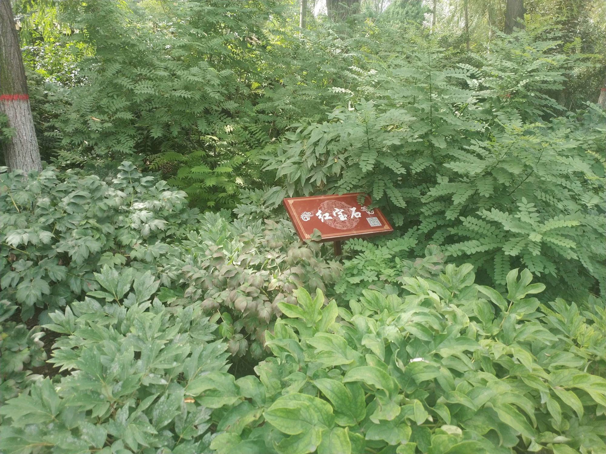 下载神农百草园游戏手机版_神农百草园在哪里_神农百草治什么病