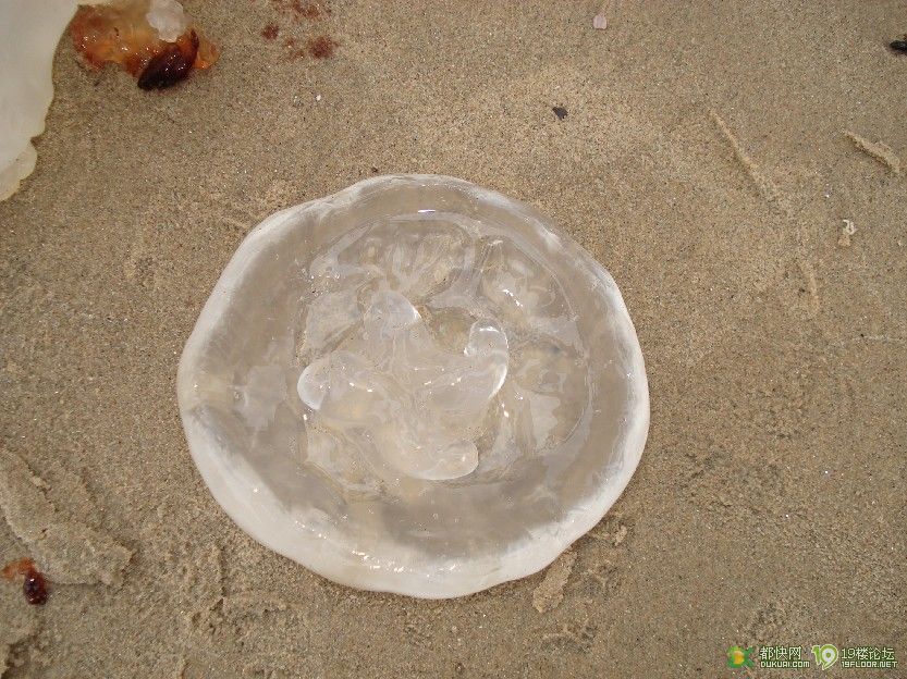 抓水母的游戏是谁发明的_抓水母小游戏_抓水母游戏手机