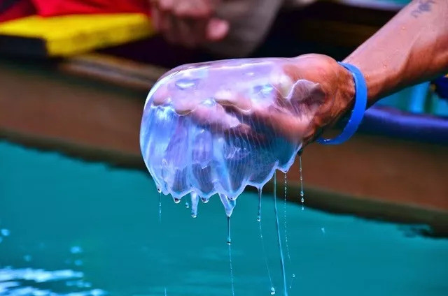 抓水母游戏手机_抓水母小游戏_抓水母的游戏是谁发明的