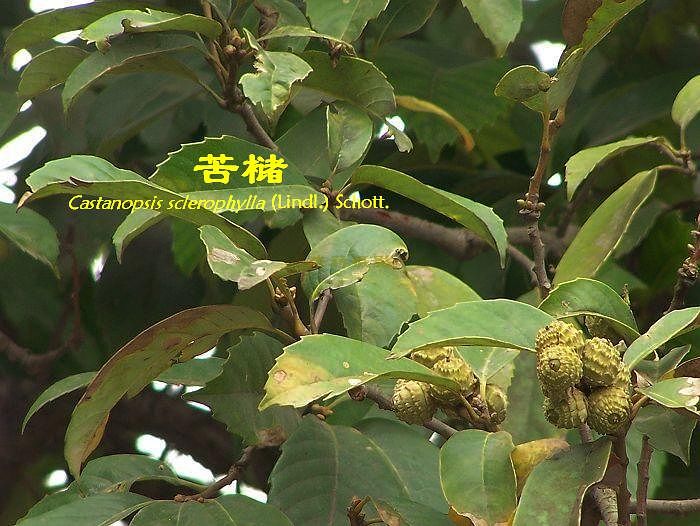 野外求生类单机游戏_野外求生类手机游戏推荐_野外求生类手机游戏