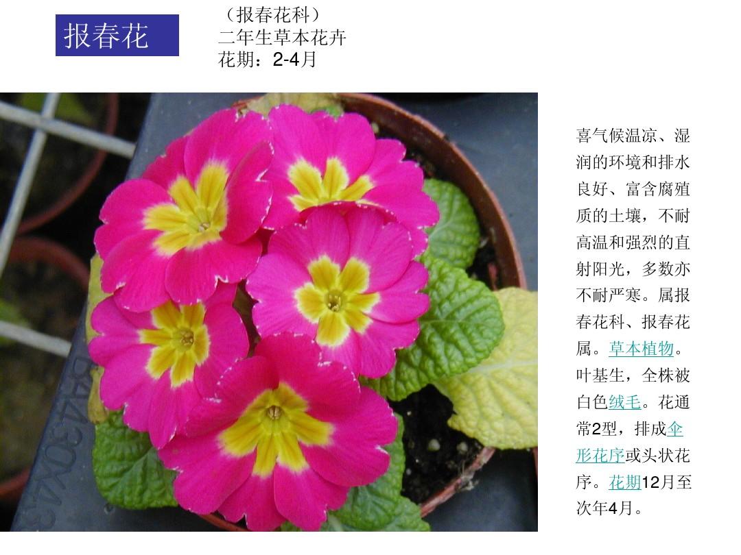 百度花卉识别_花卉识别_花卉识别扫一扫