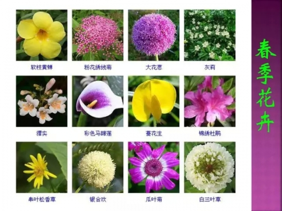 花卉识别_百度花卉识别_花卉识别扫一扫