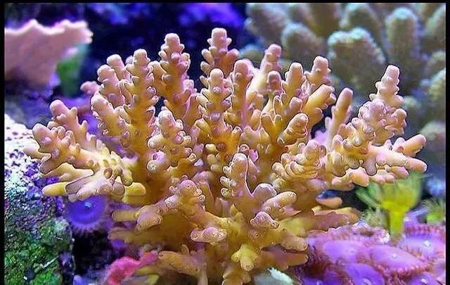 黑潮深海觉醒全角色大全_黑潮深海觉醒深海化_黑潮深海觉醒