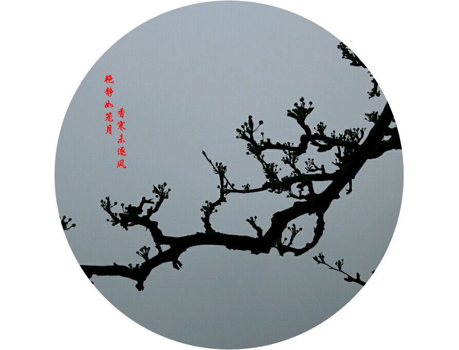 古手梨花_梨花古画_古手梨花