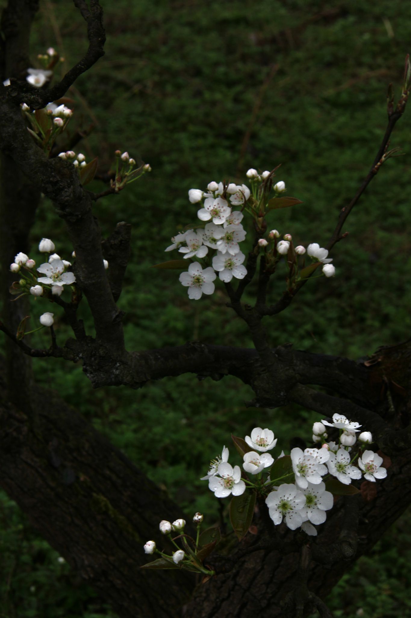 梨花古画_古手梨花_古手梨花