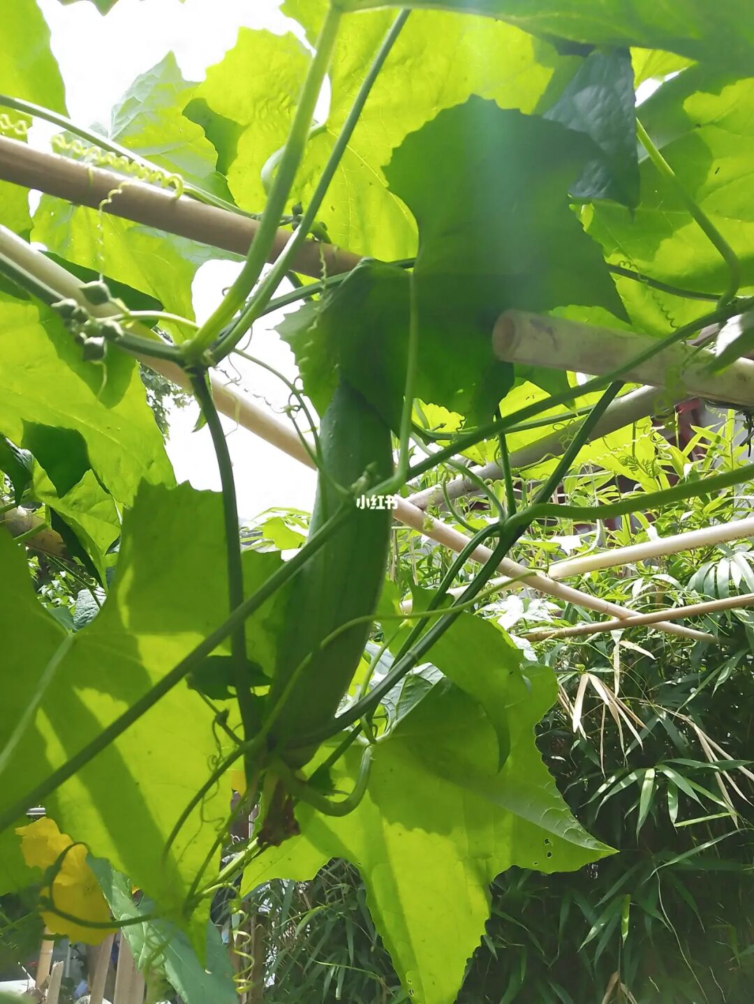 瓜豆什么时候成熟_种瓜点豆_瓜豆种植时间和方法