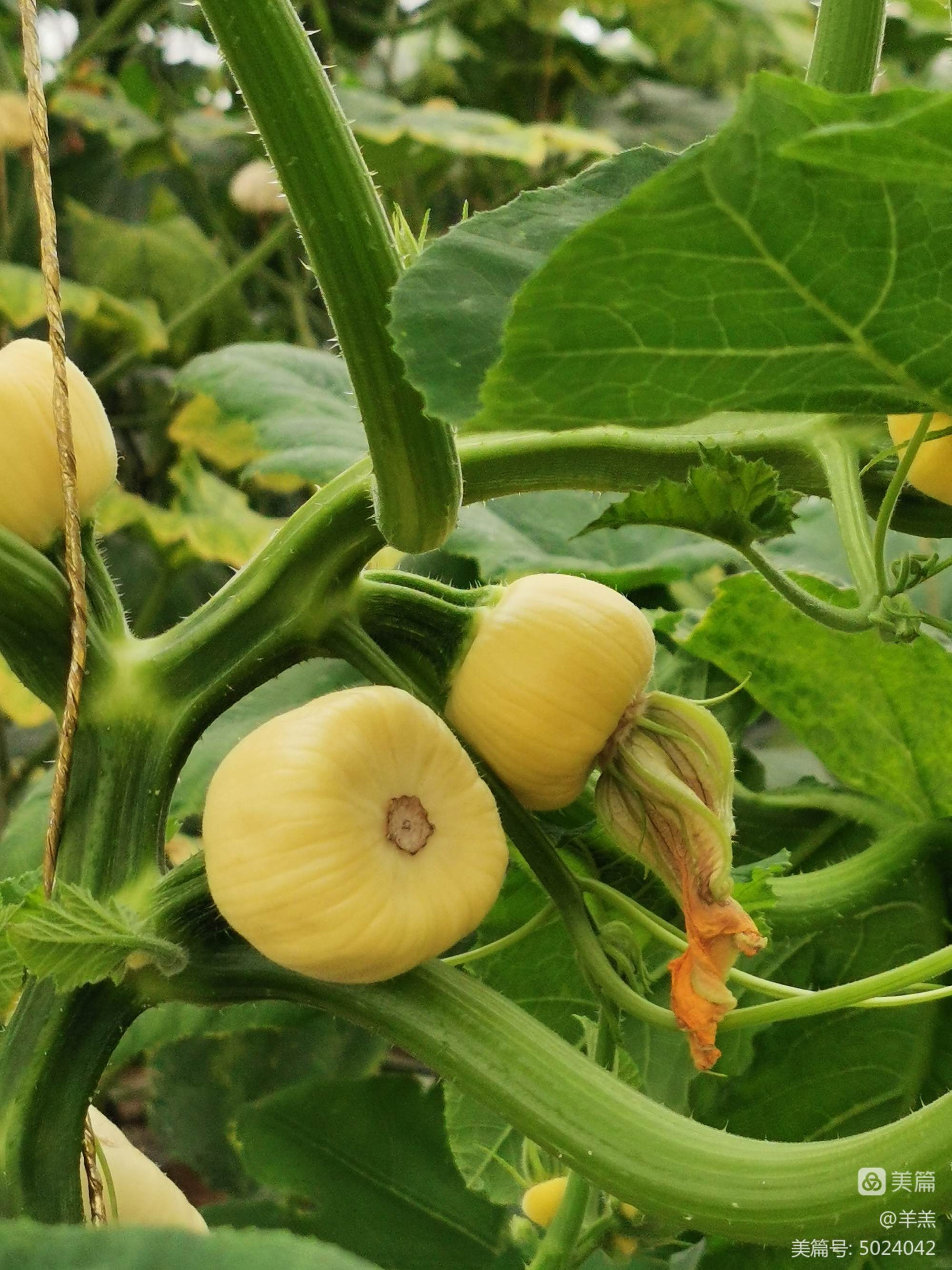 种瓜点豆_瓜豆什么时候成熟_瓜豆种植时间和方法