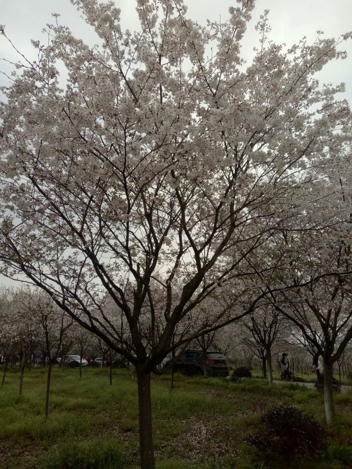 花江夏树配音的角色_阴阳师花江夏树配音的式神_花江夏树都给谁配过音