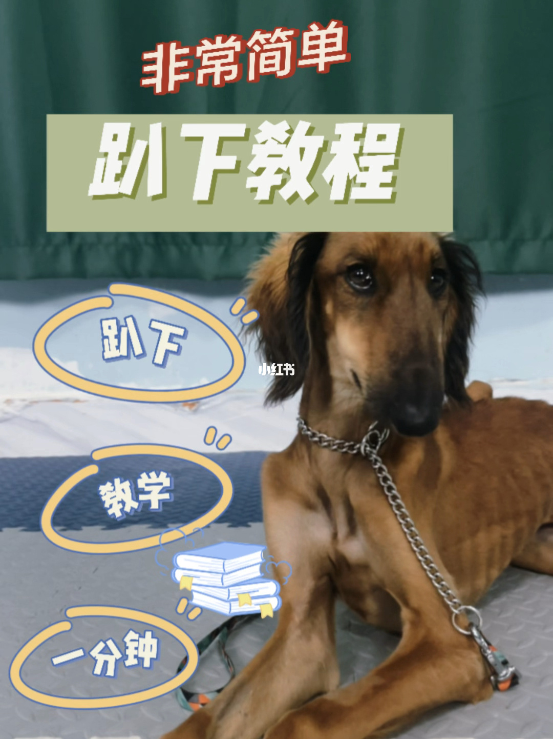 驯兽手机游戏推荐_驯兽推荐手机游戏_驯兽类手游