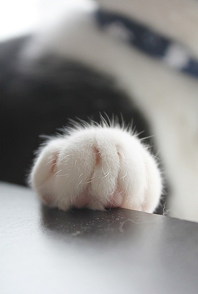 猫咪爱玩的手机游戏_给猫玩的游戏手机_专为猫咪做的几款游戏手机