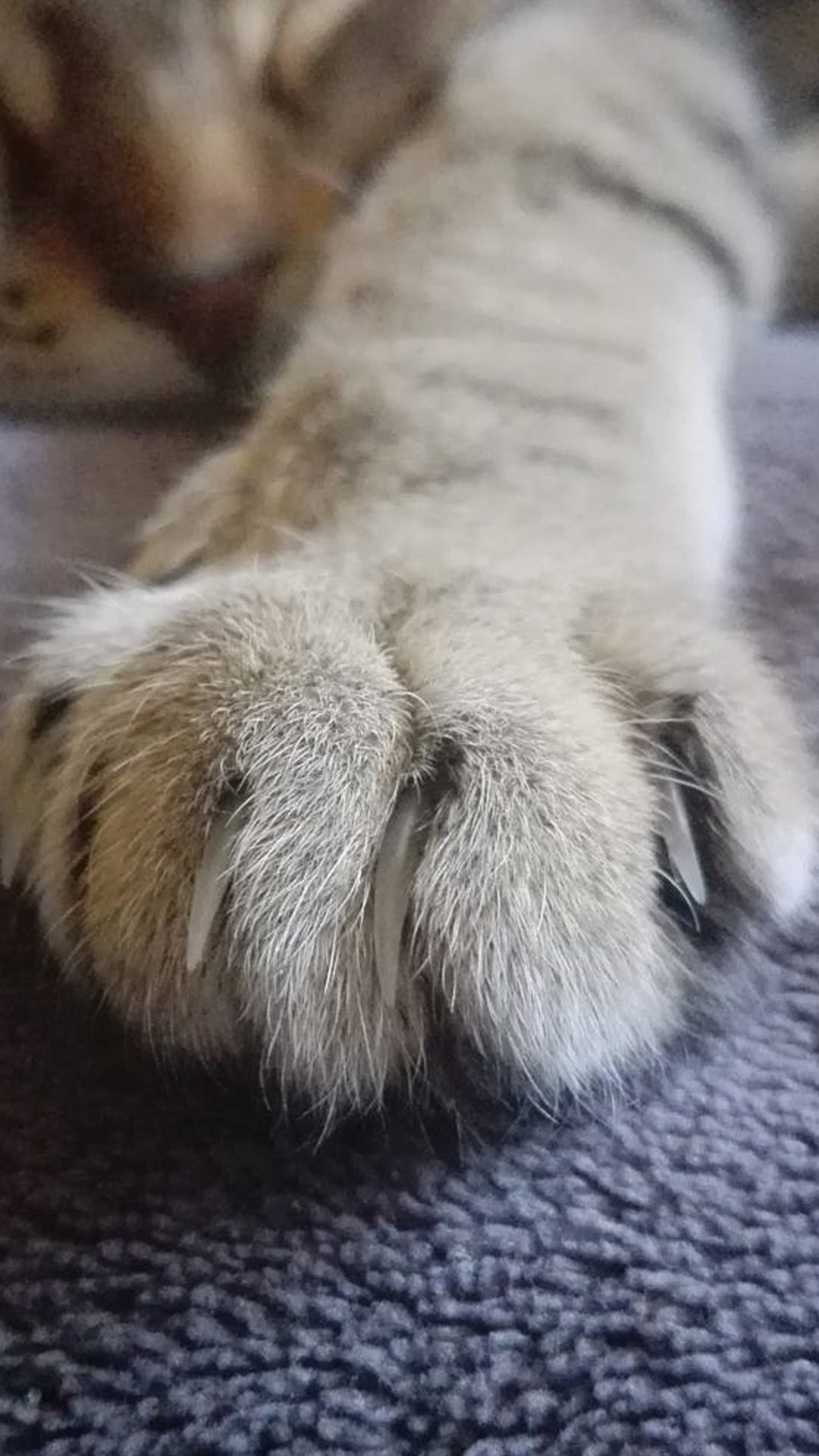 猫咪爱玩的手机游戏_专为猫咪做的几款游戏手机_给猫玩的游戏手机