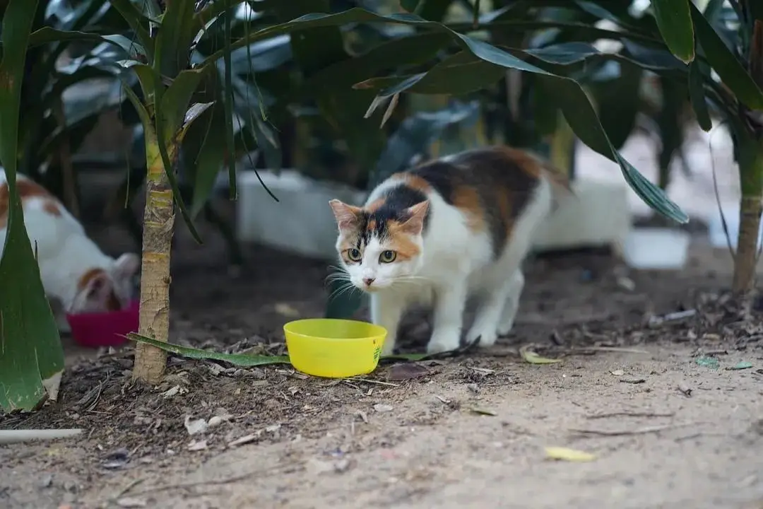 养猫游戏软件_养很多猫的手机游戏下载_养猫游戏app
