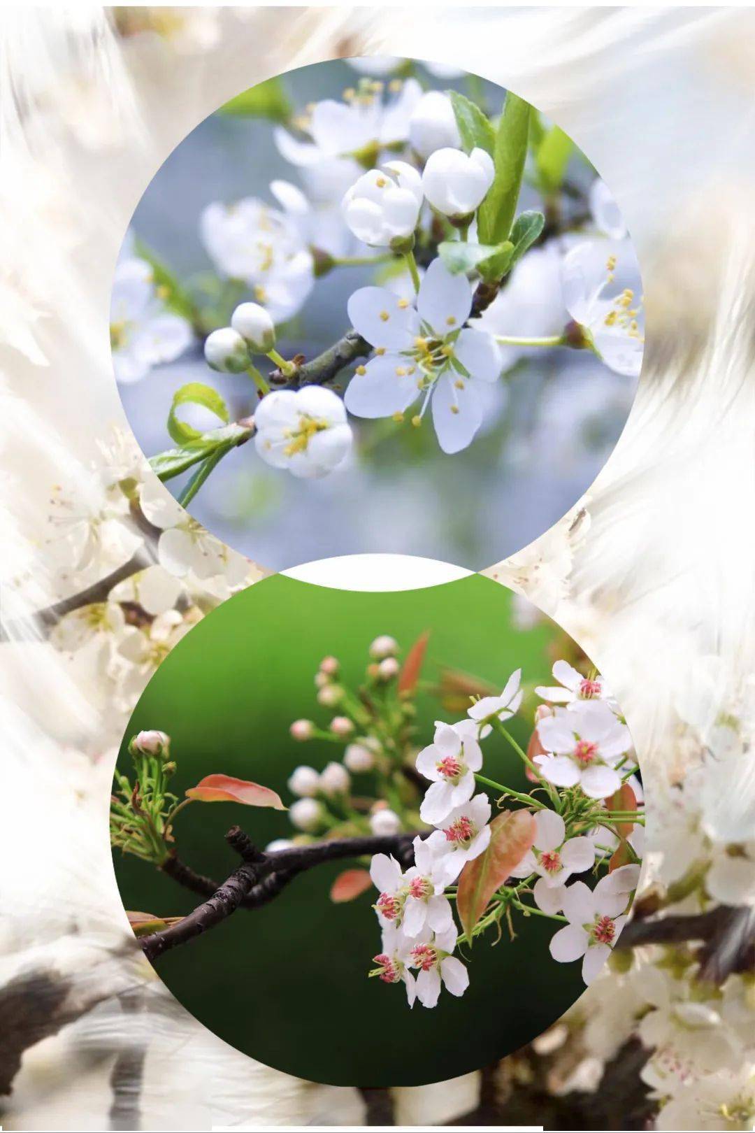 2024春季时间_春季时间_春节时间几月几日