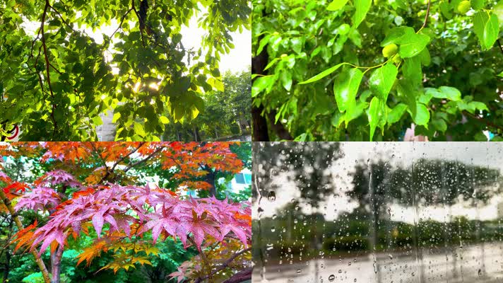 下雨短视频可保存_视频下雨_下暴雨的视频自己录的