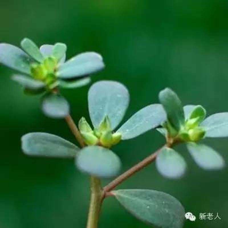 清明养生_清明养生注意事项_清明养生口诀