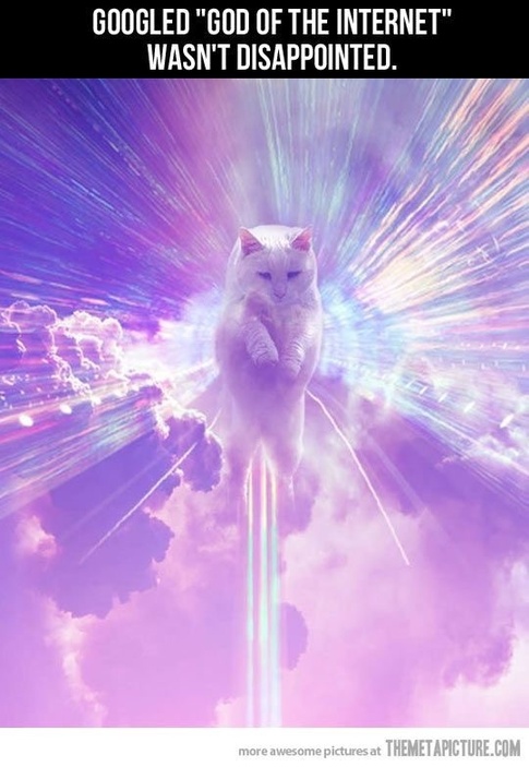 猫神cat个人资料_猫神八百万_猫神退役了吗