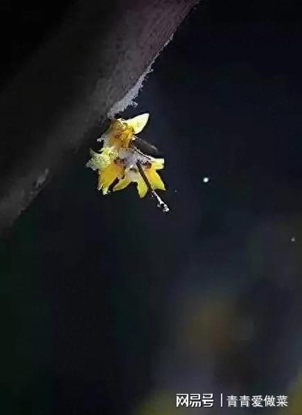 生命激流龙是调整_生命激流龙召唤台词_生命激流龙