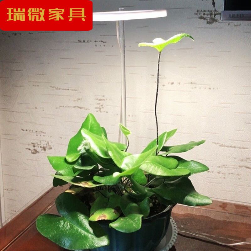 太郎太刀_太郎丸_光太郎
