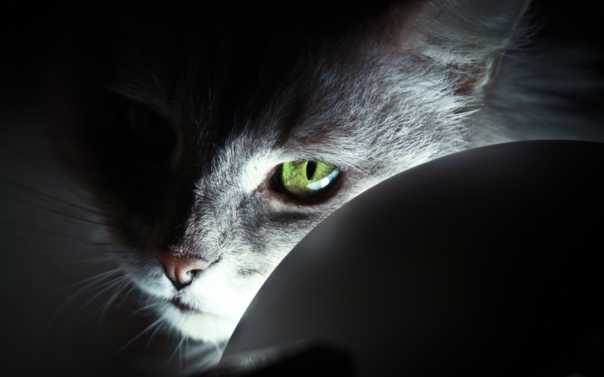 猫老师_猫老师_猫老师